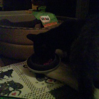 photo de livraison pour Pattes de Chats 50