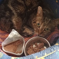 photo de livraison pour Les Chats de la Rue