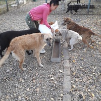 photo de livraison pour Antonia Save Animals