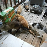 photo de livraison pour Adoption Féline Estuaire