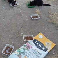 photo de livraison pour Les Chats-Pitresdelavi-Ste
