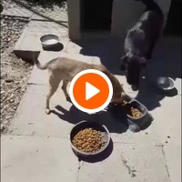 photo de livraison pour Udruženje za zaštitu životinja "Pongo"