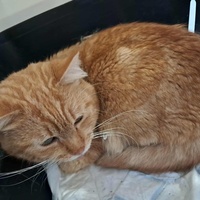 photo de livraison pour NAE-NUTTI - Les chats de la maison brûlée