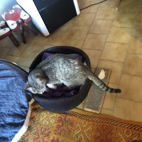 photo de livraison pour Les Chats Libres Condom 32