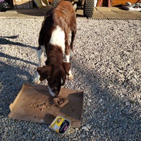 photo de livraison pour Chats errants du val du crenu