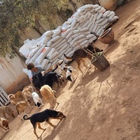 photo de livraison pour Help Adopt Moroccan Animals