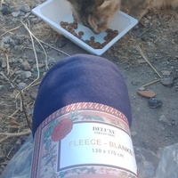 photo de livraison pour Les Chats-Pitresdelavi-Ste