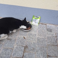 photo de livraison pour Les Chats du Mercantour