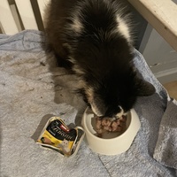 photo de livraison pour Les Chats De QUEAUX