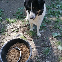 photo de livraison pour asociatia centrul de formare pentru activitati voluntare natura deva