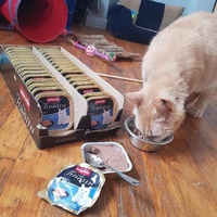 photo de livraison pour Les chats de l'Indifférence