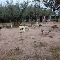 photo de livraison pour Help Adopt Moroccan Animals