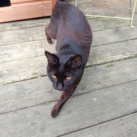 photo de livraison pour Chats Oubliés