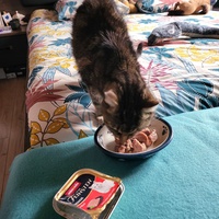 photo de livraison pour Chat de Gout'hier sans Toit