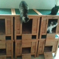 photo de livraison pour Pour l'Amour des Chats