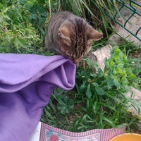 photo de livraison pour Les Chats-Pitresdelavi-Ste