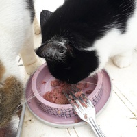 photo de livraison pour Chats Oubliés