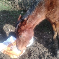 photo de livraison pour HELP