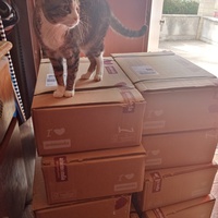 photo de livraison pour Chat de Gout'hier sans Toit