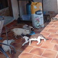 photo de livraison pour Chats en Liberté