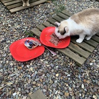photo de livraison pour Les chats de chez nous