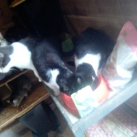 photo de livraison pour Chats errants du val du crenu