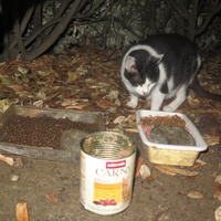 photo de livraison pour Chat Libre de l'Ile du Ramier
