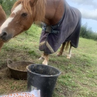 photo de livraison pour Espoir au Galop