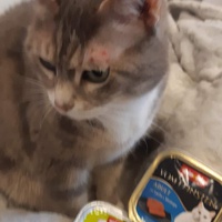 photo de livraison pour A Pas De Chats