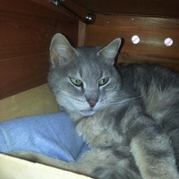 photo de livraison pour Amicale Chats