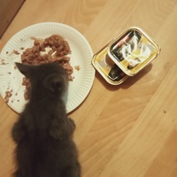 photo de livraison pour Les chats libres de Caro