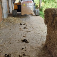 photo de livraison pour Les Chevaux d'Elo