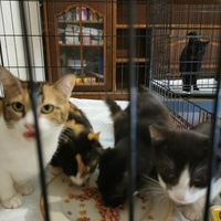 photo de livraison pour Aide Aux Chats Sans Logis