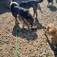 photo de livraison pour Happy Shelter Skopje