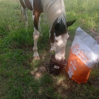 photo de livraison pour Happy Horse Day