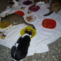 photo de livraison pour Les chats de chez nous