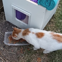 photo de livraison pour L’École du Chat de Saint-Denis Langevin