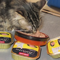 photo de livraison pour Jardin des Chats