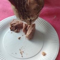 photo de livraison pour Les Chats de la Rue