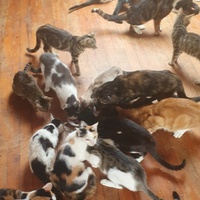 photo de livraison pour Les Buddy Chats