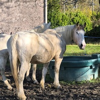 photo de livraison pour Les Crinières de Salherm