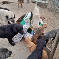photo de livraison pour Happy Shelter Skopje