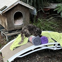 photo de livraison pour Les chats de chez nous