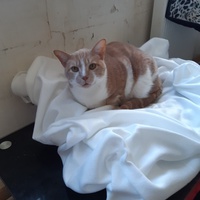photo de livraison pour L'Arche des Amis à pattes