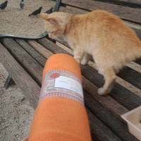 photo de livraison pour Les Chats-Pitresdelavi-Ste