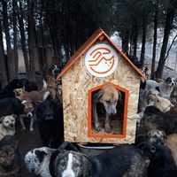 photo de livraison pour Bid to save a stray