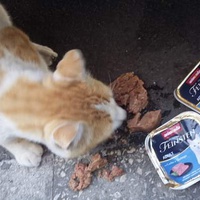 photo de livraison pour Les Chats-Pitresdelavi-Ste
