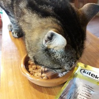 photo de livraison pour Chats en Liberté