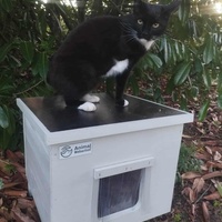 photo de livraison pour Les Chats de la Rue