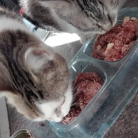 photo de livraison pour Adopte Un Matou